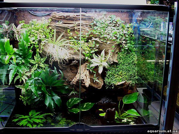 Флорариум из аквариума своими руками Флорариум из аквариума своими руками